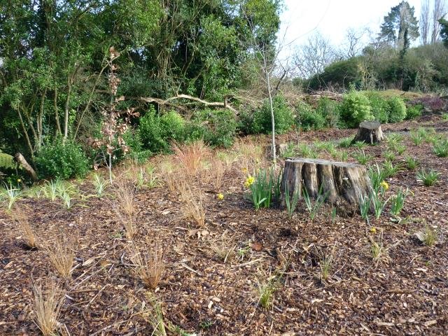 80. Trees are growing at the back to hide the rubbish. July 2011 Cambridge Tree Trust